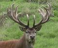 Red Stag